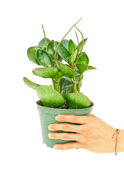 Baby Rubber Plant Medium