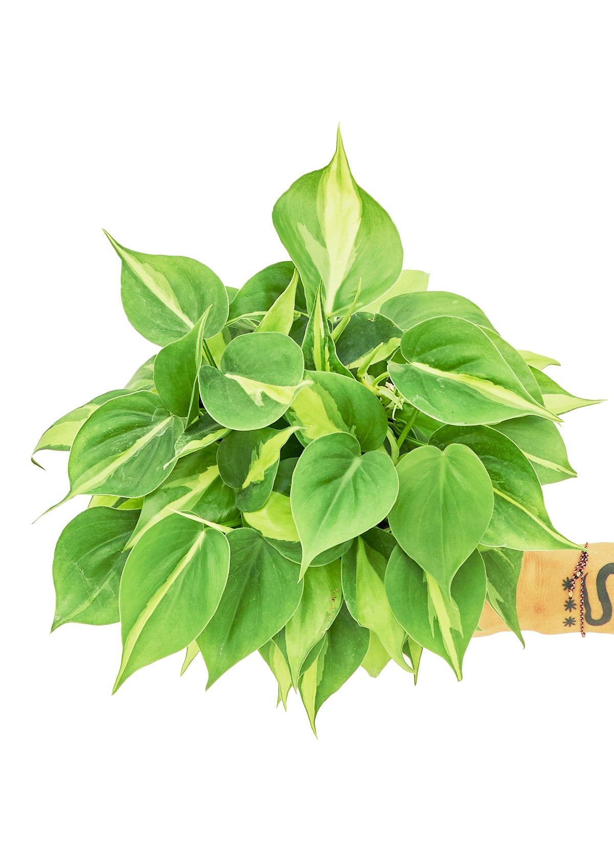 Philodendron Brazil Medium