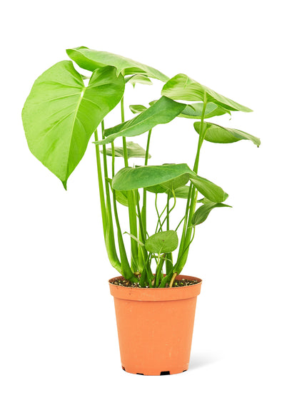 Monstera Swiss Cheese Plant Medium