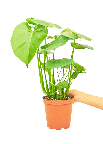 Monstera Swiss Cheese Plant Medium