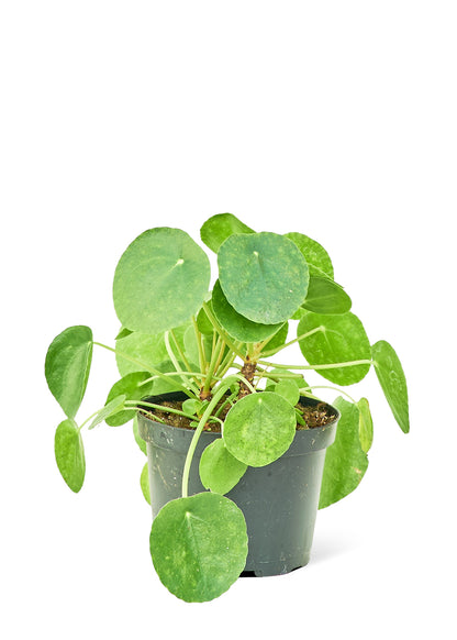 Chinese Money Plant Medium