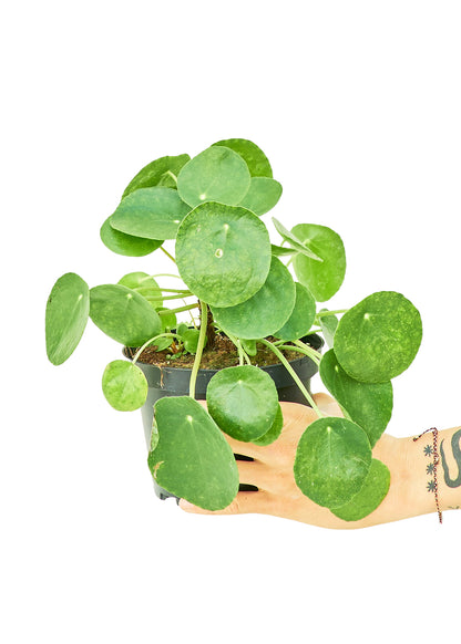 Chinese Money Plant Medium