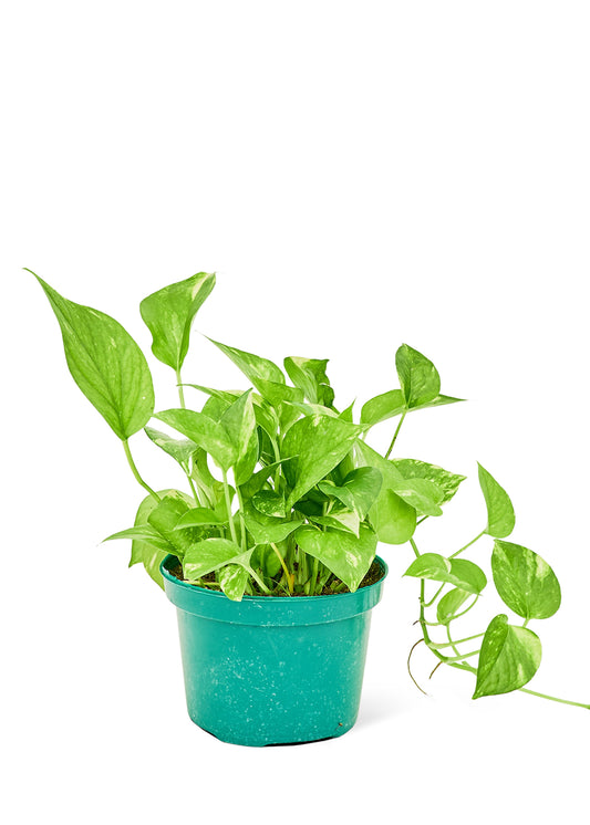 Golden Pothos Medium