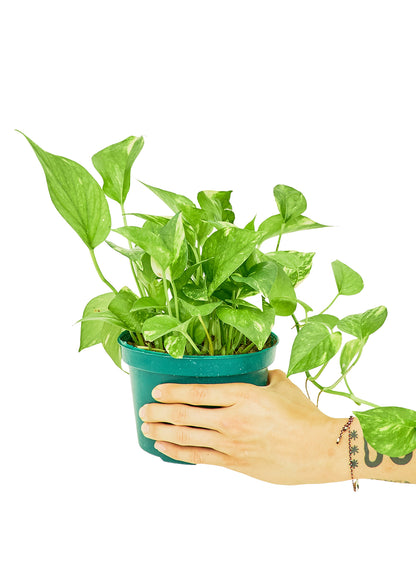 Golden Pothos Medium