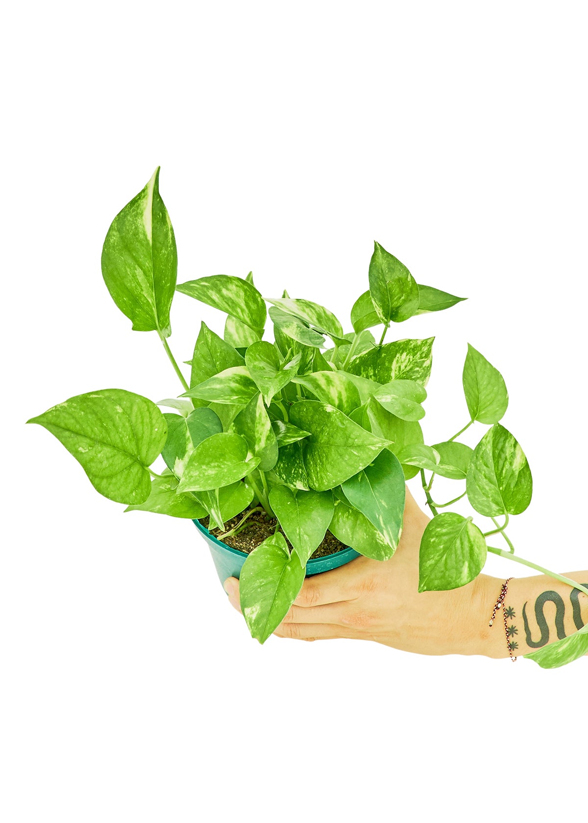 Golden Pothos Medium