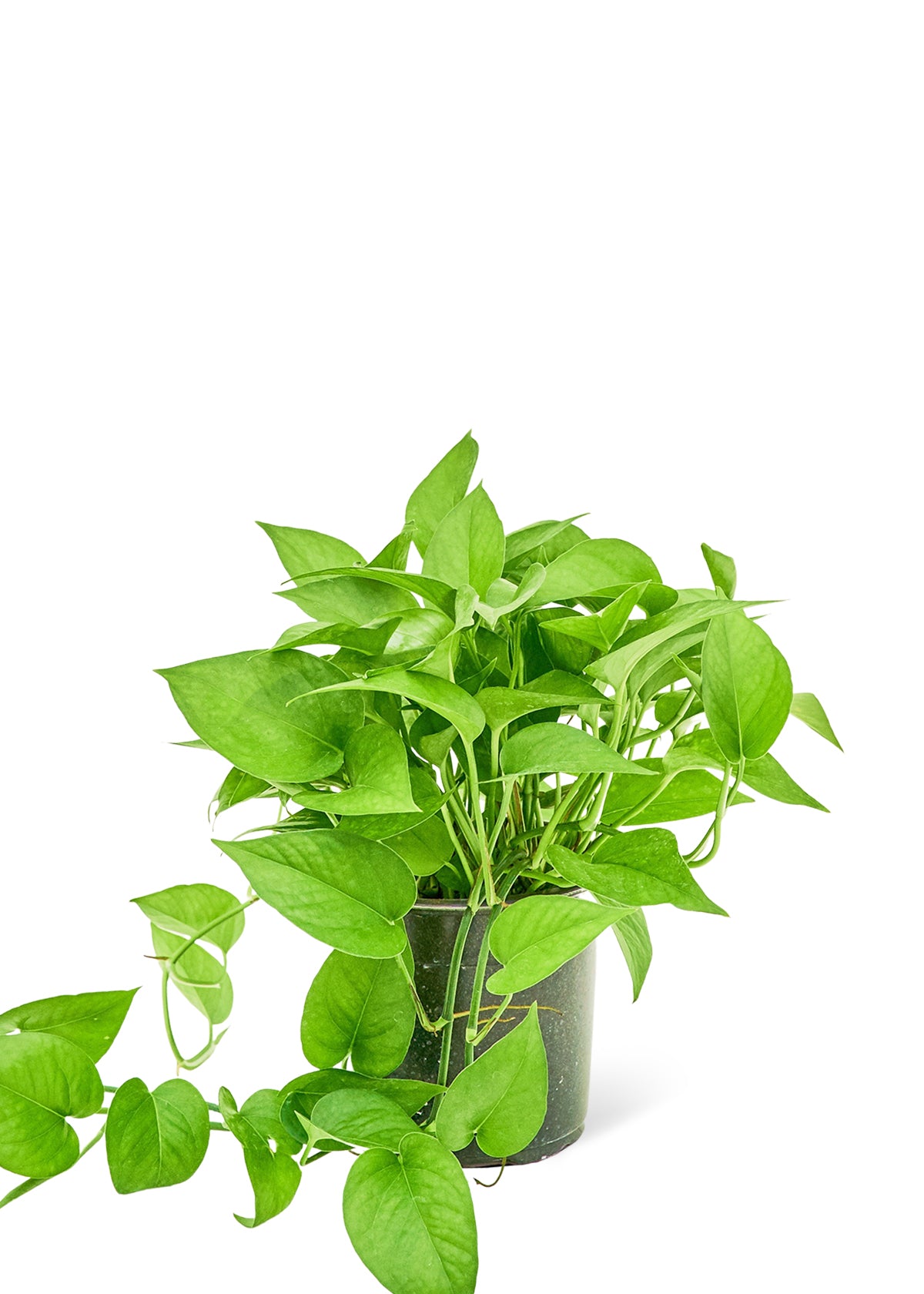 Pothos Jade Medium