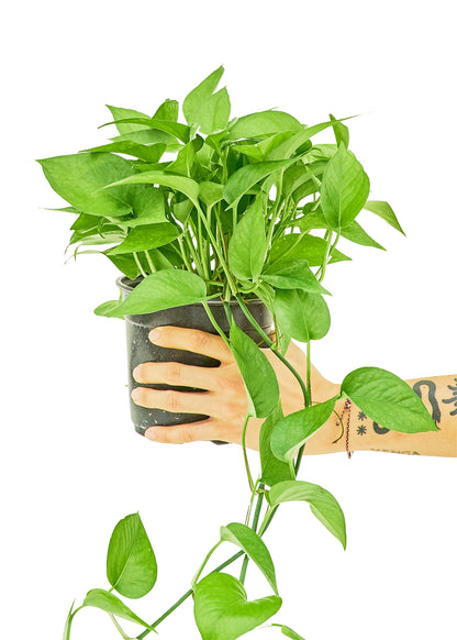 Pothos Jade Medium