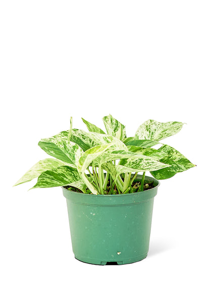 Pothos Marble Queen Medium