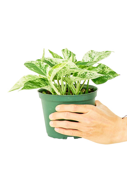 Pothos Marble Queen Medium