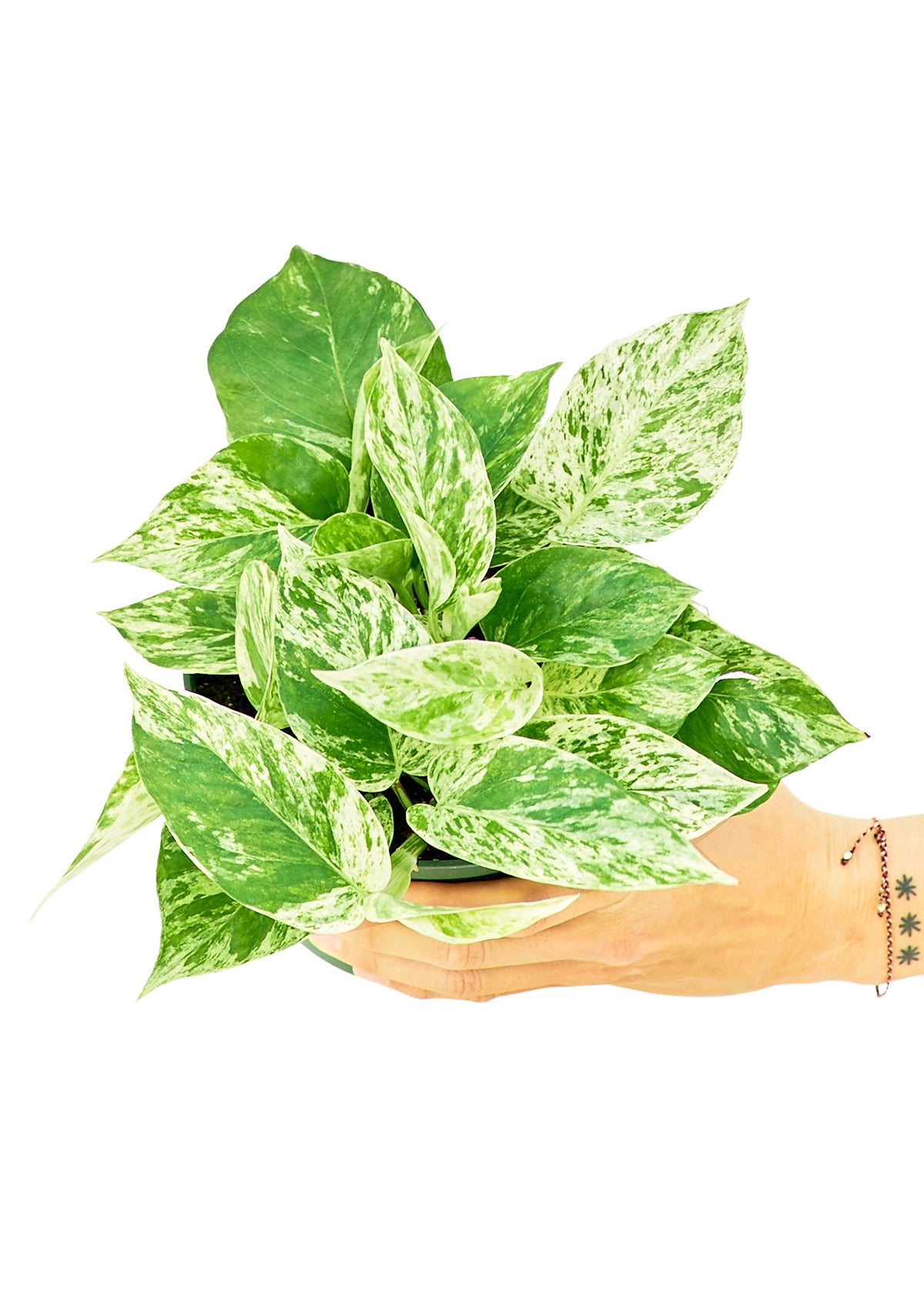 Pothos Marble Queen Medium