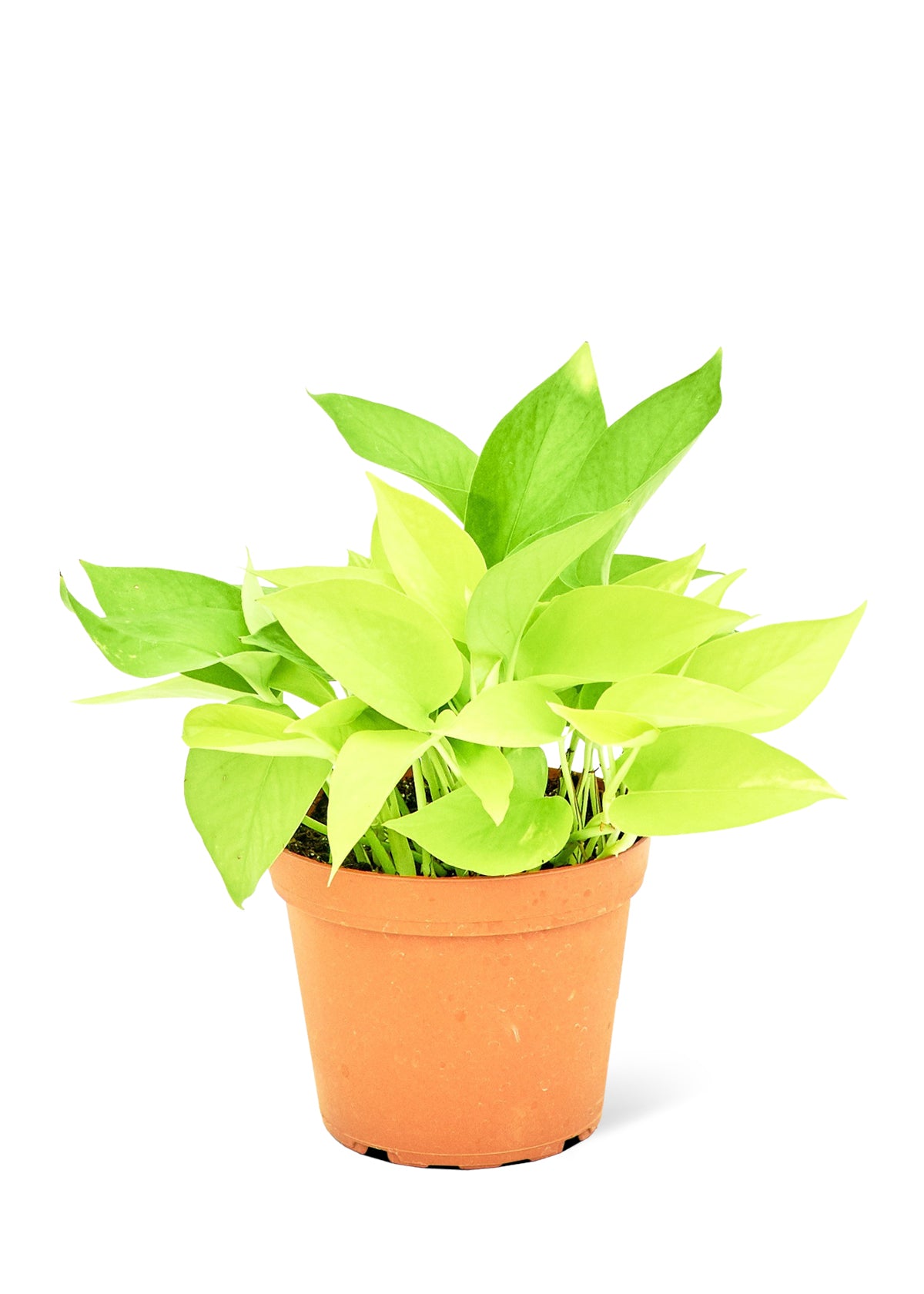 Neon Pothos Medium