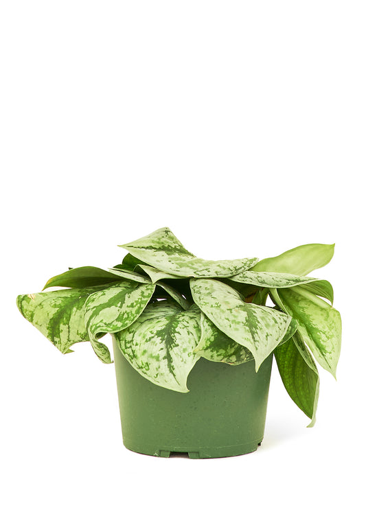 Silver Pothos Exotica Medium