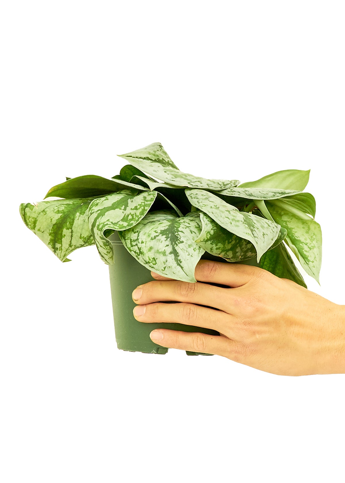 Silver Pothos Exotica Medium