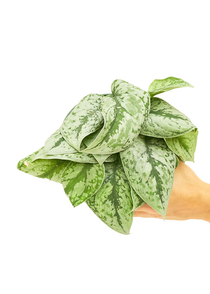 Silver Pothos Exotica Medium