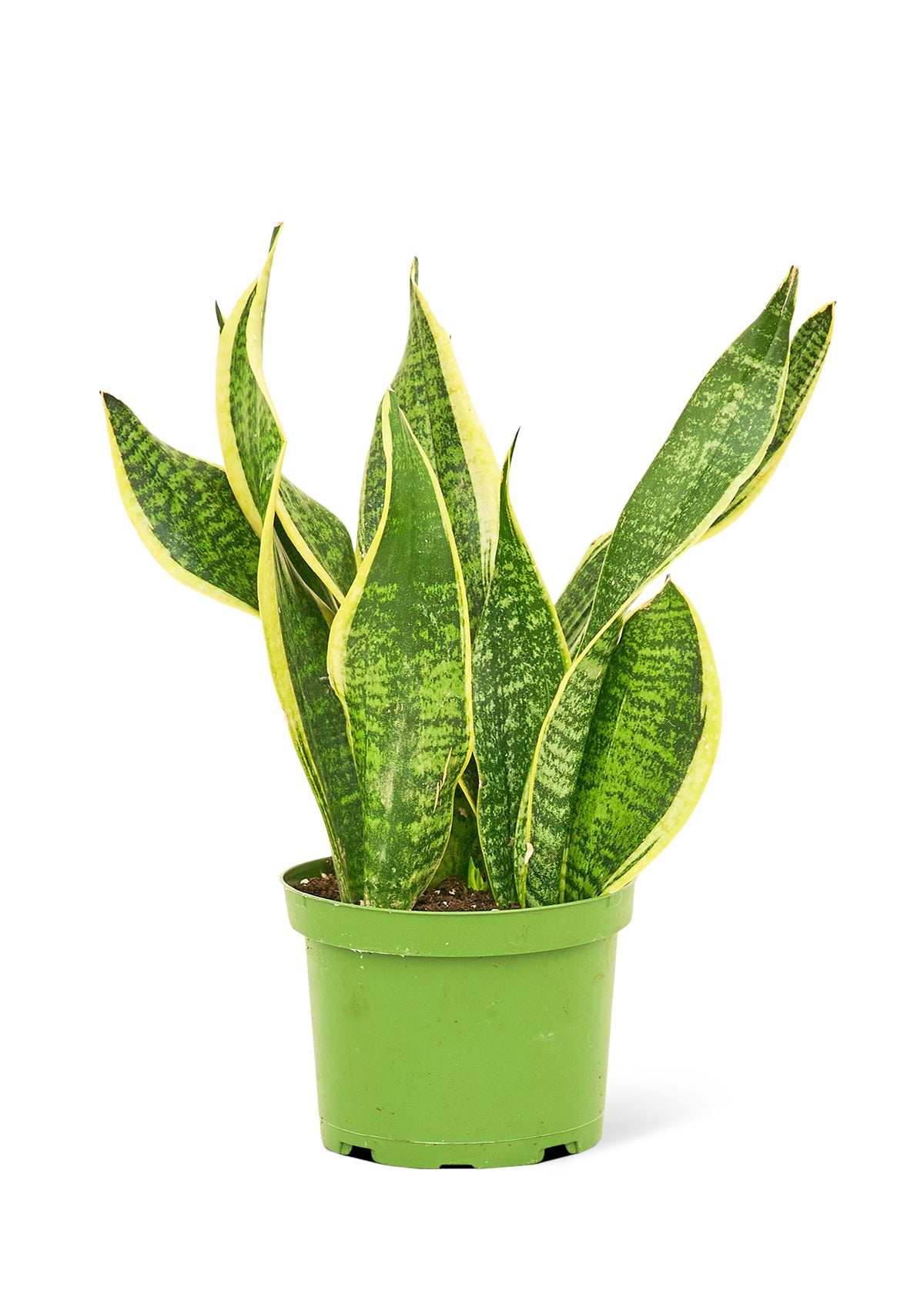 Snake Plant Laurentii Medium