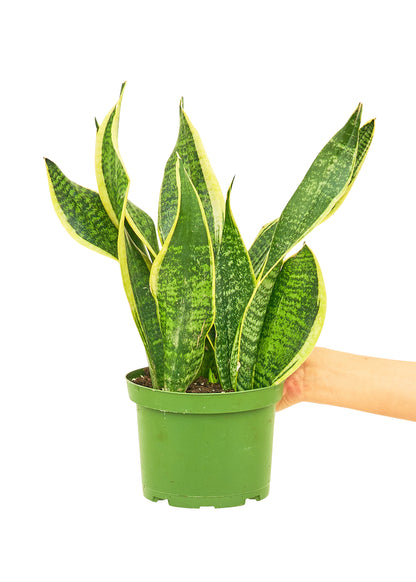 Snake Plant Laurentii Medium