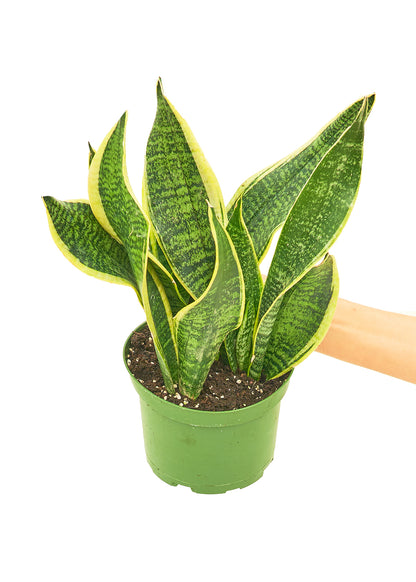 Snake Plant Laurentii Medium