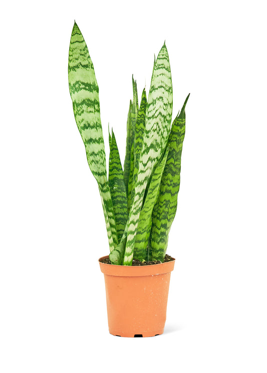 Snake Plant Zeylanica Medium