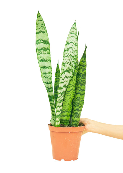 Snake Plant Zeylanica Medium