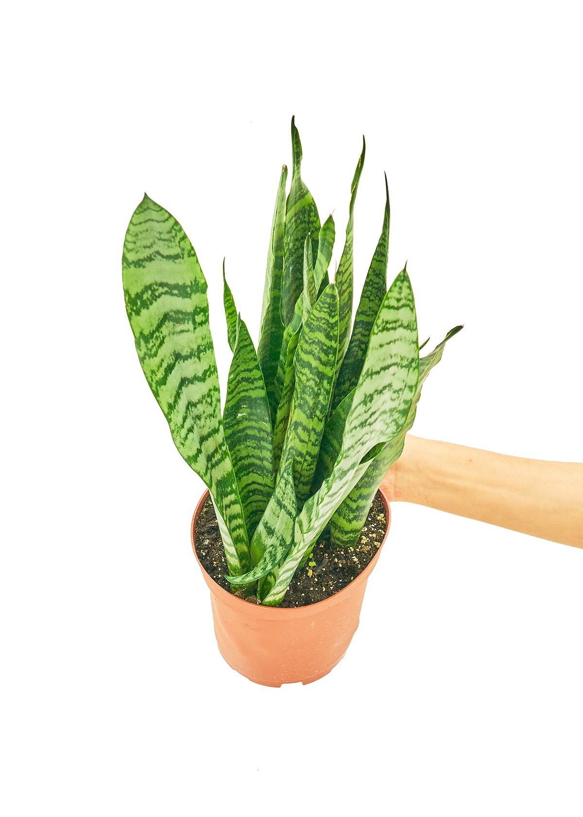 Snake Plant Zeylanica Medium