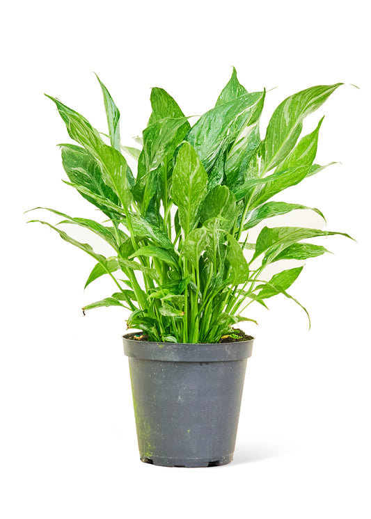 Variegated Peace Lily Medium