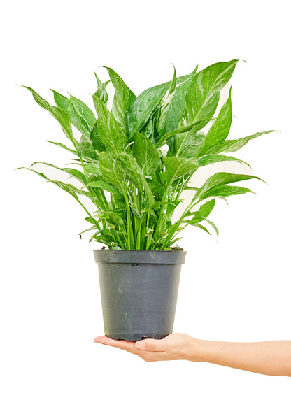 Variegated Peace Lily Medium