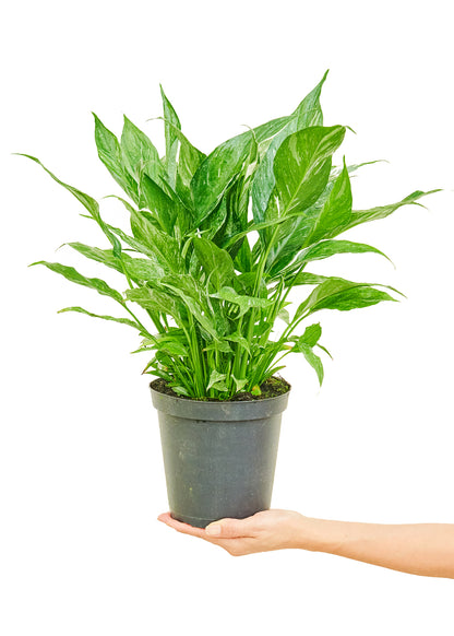 Variegated Peace Lily Medium