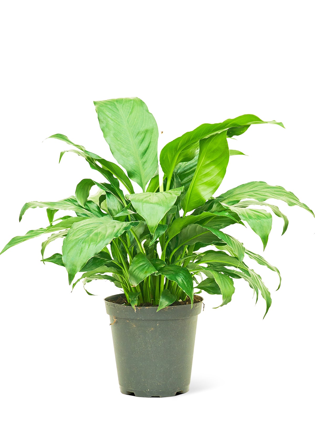 Peace Lily Medium