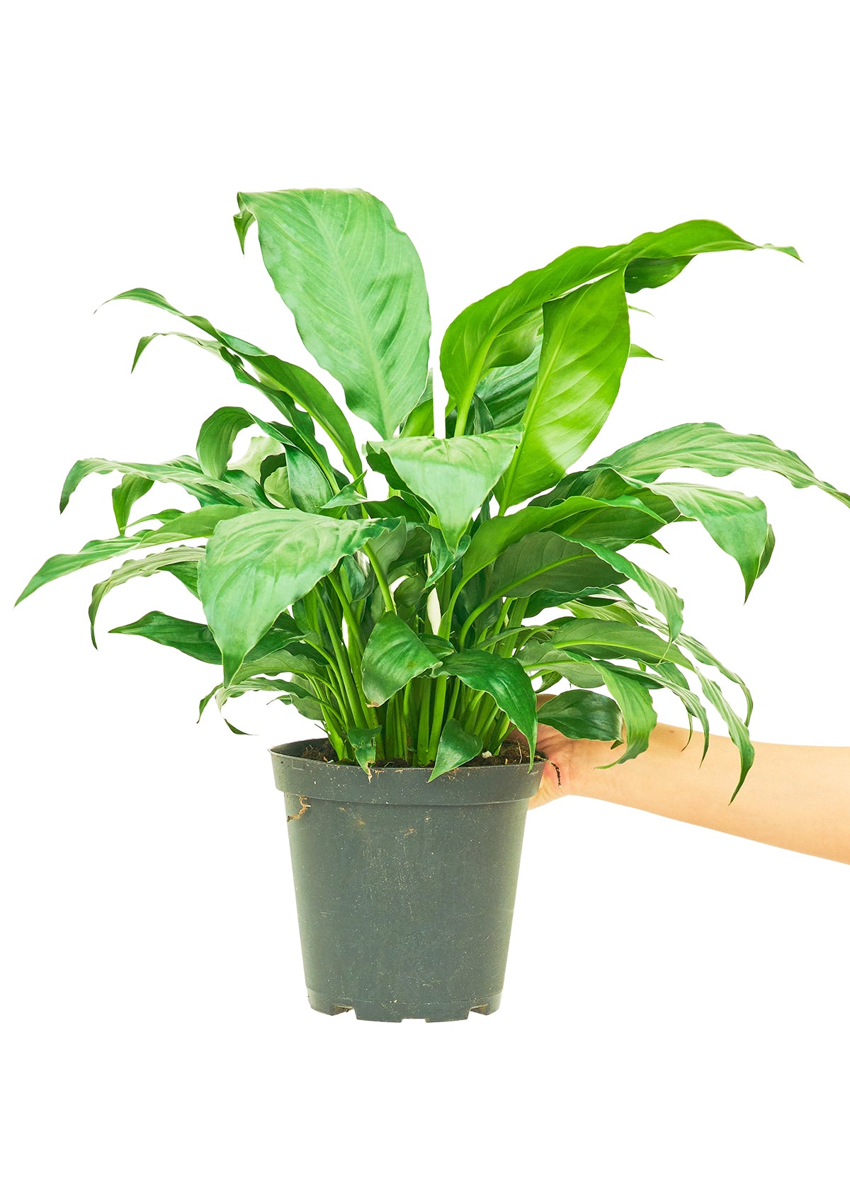 Peace Lily Medium