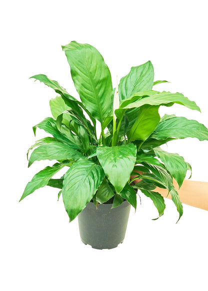 Peace Lily Medium