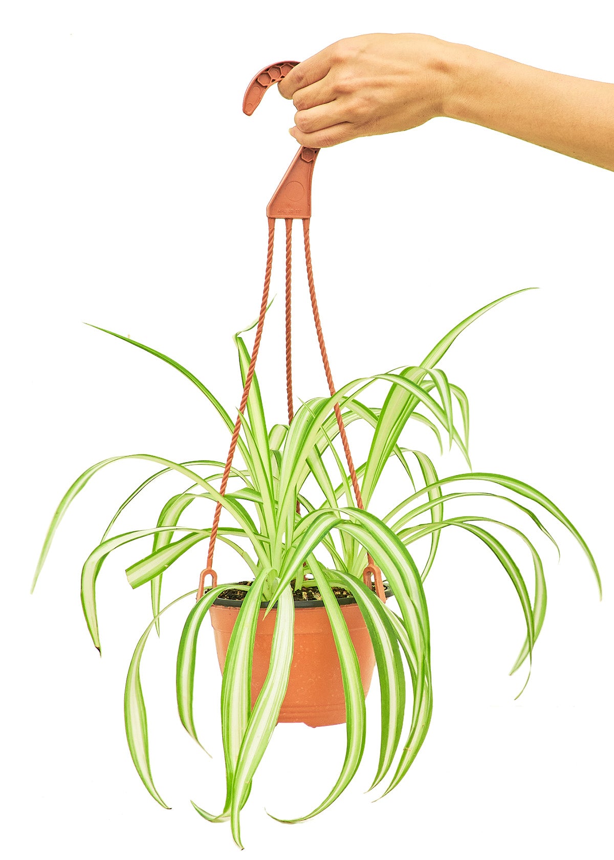 Spider Plant Medium