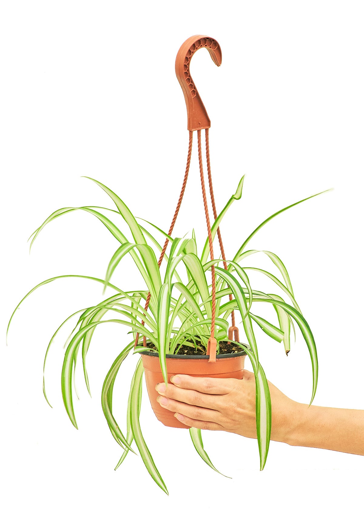 Spider Plant Medium