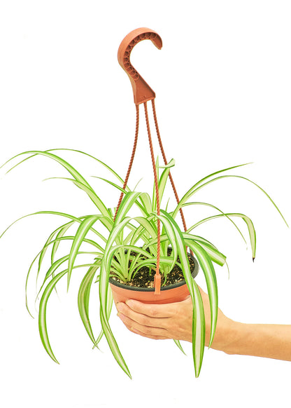 Spider Plant Medium