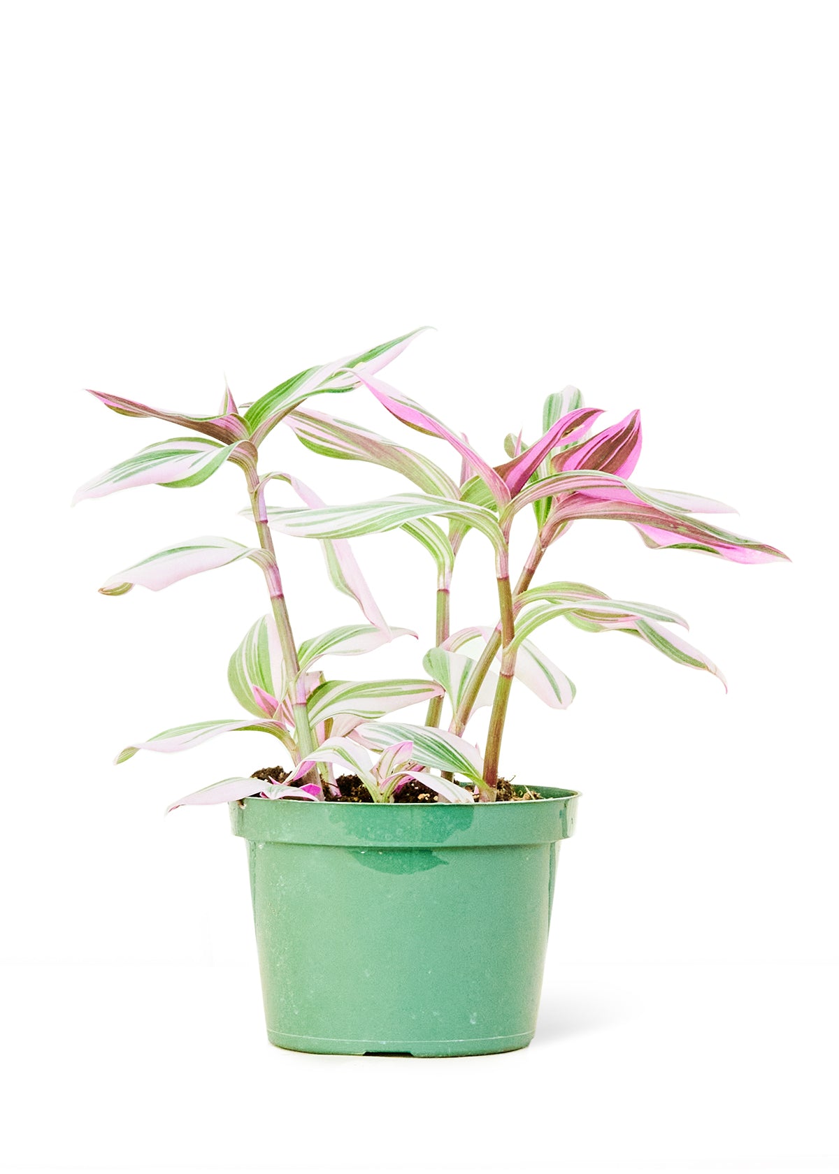 Tradescantia Nanouk Medium