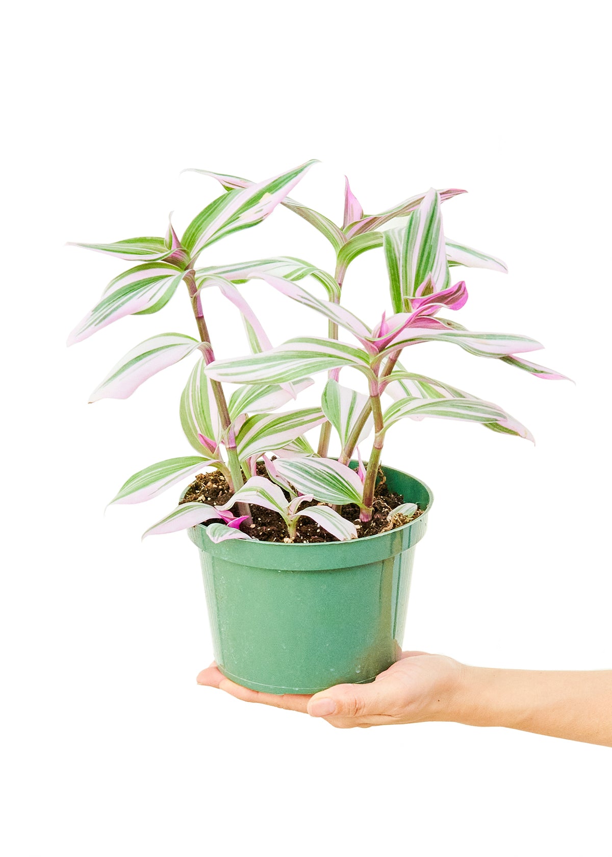 Tradescantia Nanouk Medium