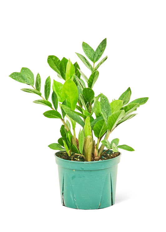 ZZ Plant Medium