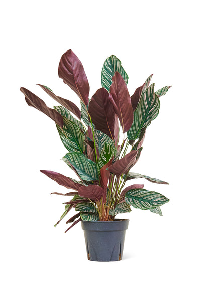 Calathea Pinstripe Large