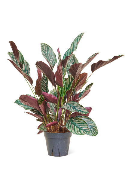 Calathea Pinstripe Large