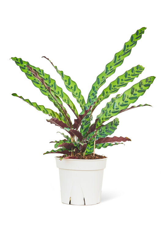 Calathea Rattlesnake Large