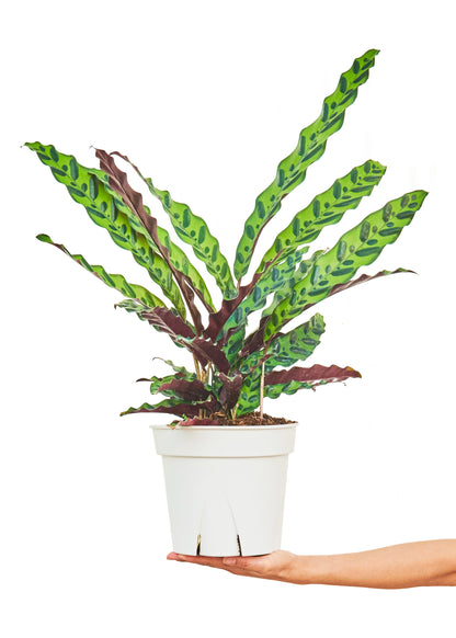 Calathea Rattlesnake Large