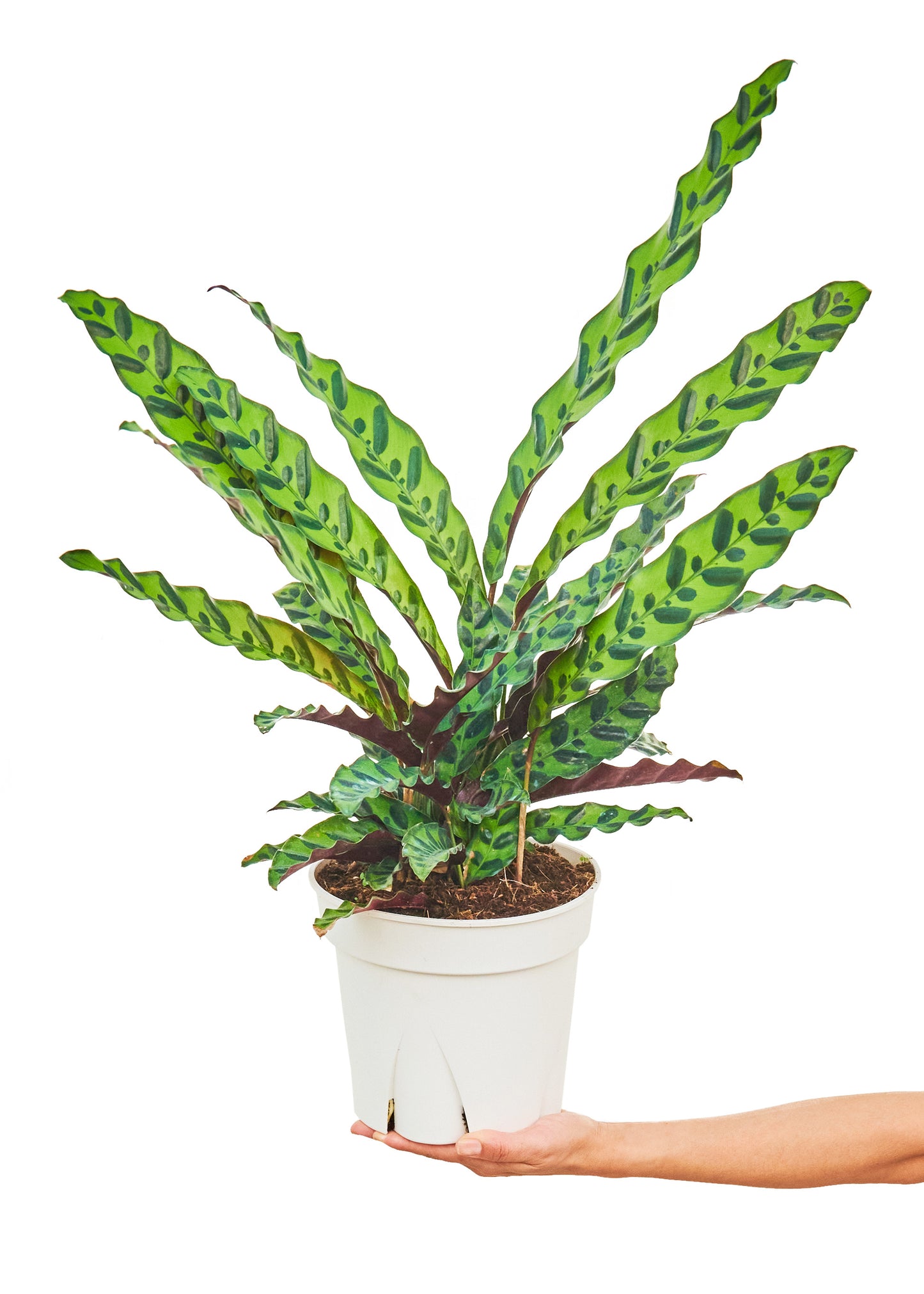 Calathea Rattlesnake Large