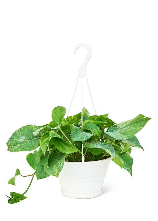 Golden Pothos Large