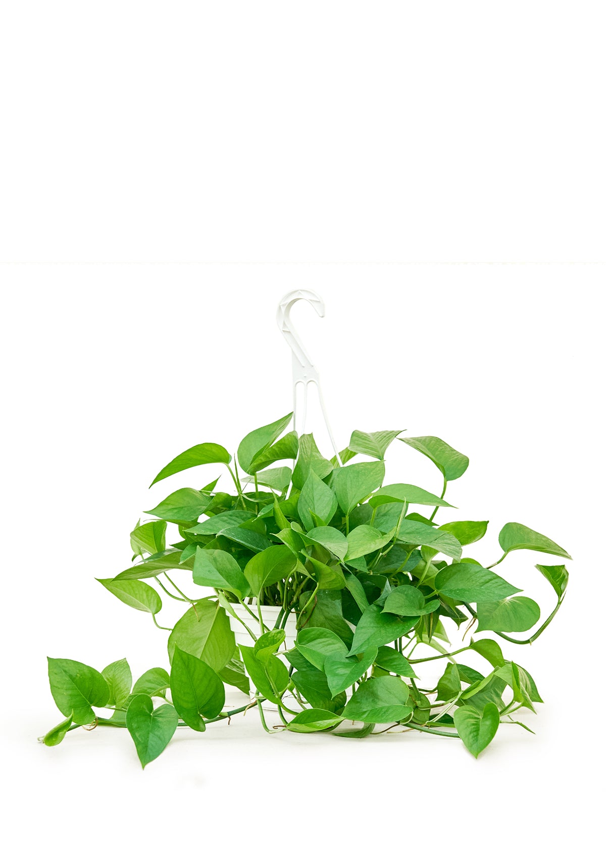 Pothos Jade Large