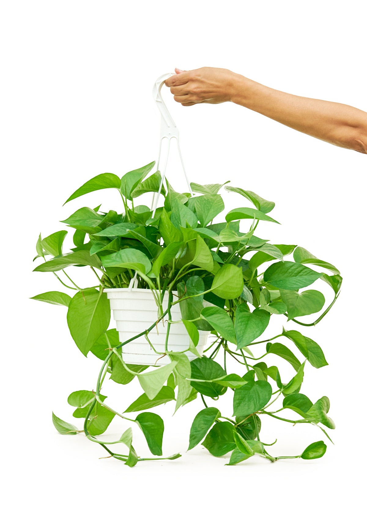 Pothos Jade Large