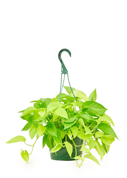 Neon Pothos Large