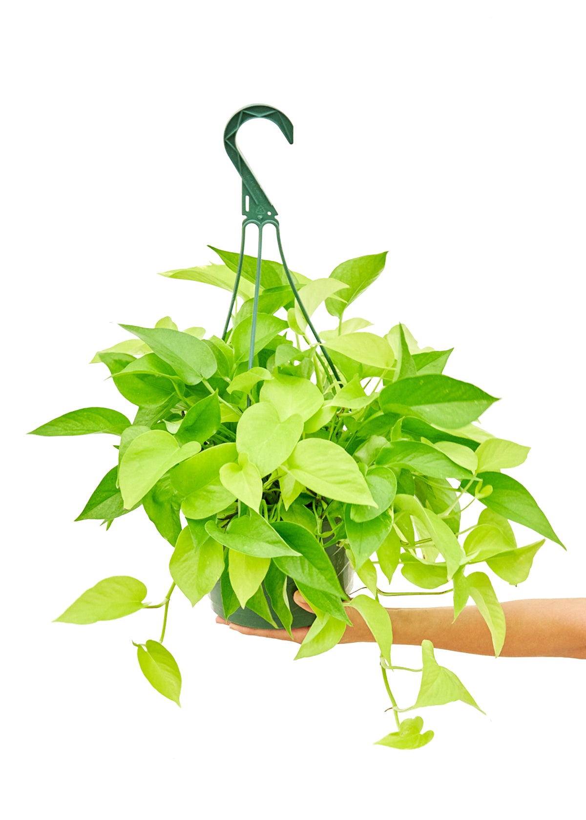 Neon Pothos Large