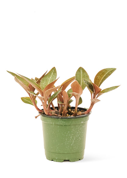 Jewel Orchid Discolor Small