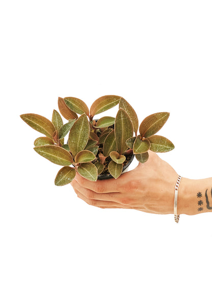 Jewel Orchid Discolor Small