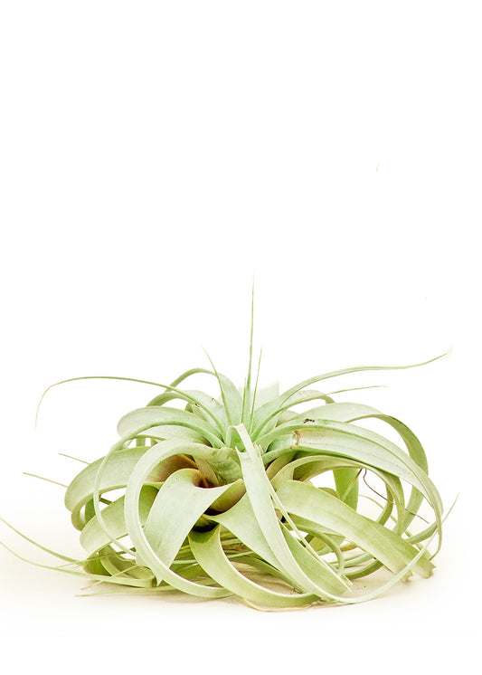 King of Air Plants Large