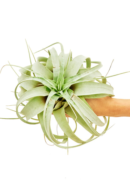 King of Air Plants Large